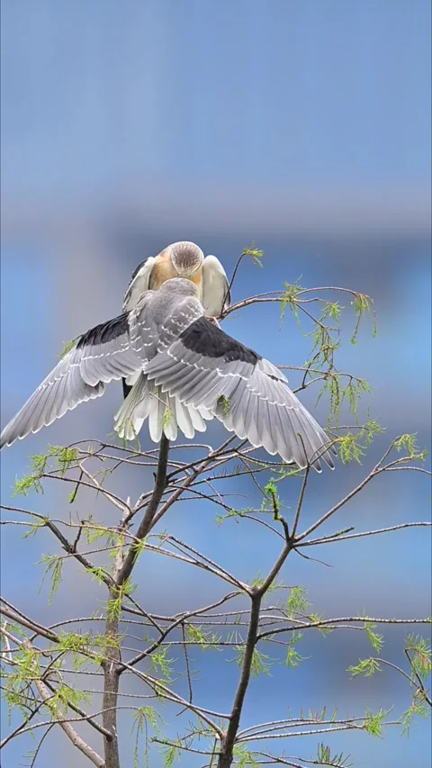 Two Black-winged Kite Birds Interaction on Tree Branch Vertical Video Stock Footage 330833006