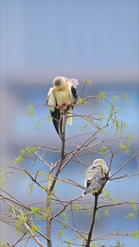 Two Black-winged Kite Birds Feeding Interaction on Tree Branch Stock Footage 330833020