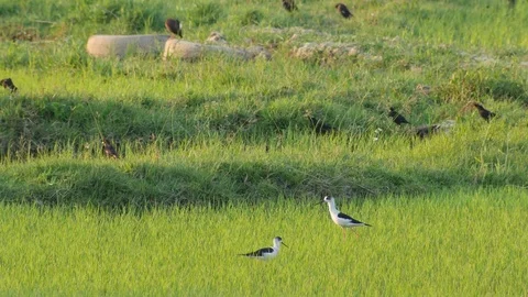 Two Black-winged stilt and crested myna Stock Footage 74101425
