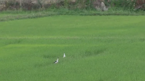 Two Black-winged stilt in the paddy field Stock Footage 74102385