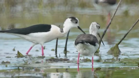 Two black-winged stilts gather food on the lake Stock Footage 154375043