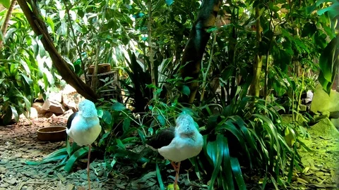 Two Black-winged Stilts waking up from a sleep Stock Footage 114498495