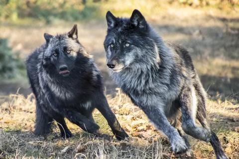 Two black wolves playfully interacting in a natural forest setting during d.. Stock Photos
