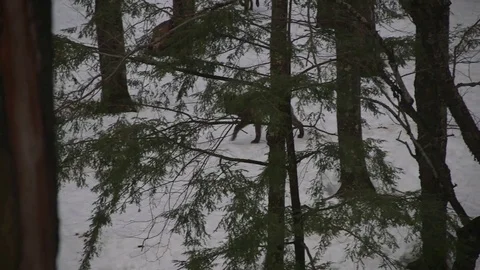 Two black wolves trotting through trees Stock Footage 73670176