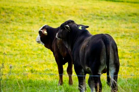 Two black young cows on a meadow in Hesse, Germany Stock Photos