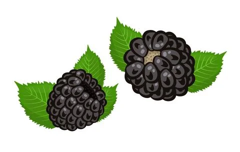 Two blackberries, illustration Stock Illustration
