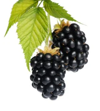 Two blackberries 库存照片