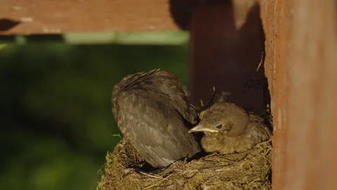 Two Blackbird Chicks Preening in Nest Stock Footage 340620932