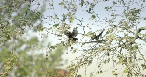Two blackbirds together on a tree in spring, slow motion Stock Footage 166508643