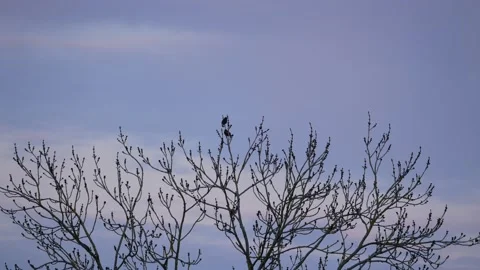 Two blackbirds on a wintry tree. Sunrise. With audio. Birds chirping. Stock Footage 151699637