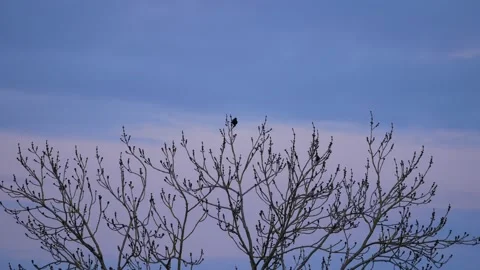 Two blackbirds on a wintry tree. Sunrise. With audio. Birds chirping. Stock Footage 151699665