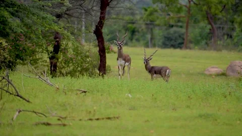 Two Blackbucks Grazing Peacefully in Open Habitat Stock Footage 311550579