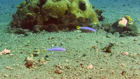 Two blacktail goby, ptereleotris heteroptera dancing above sand of Bali Stock Footage 80628277