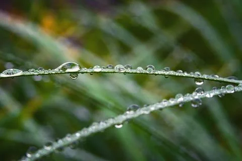 Two blades of grass in dew drops and a blurred, natural background close-up. Stock Photos