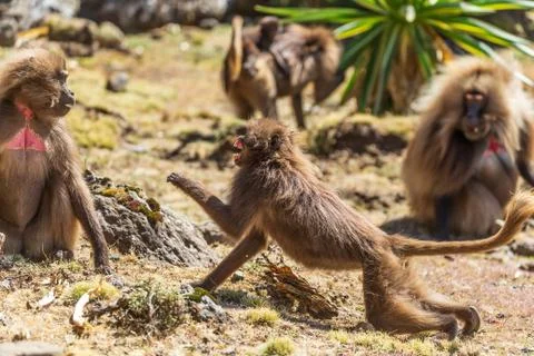 Two bleeding heart monkeys fighting Stock Photos