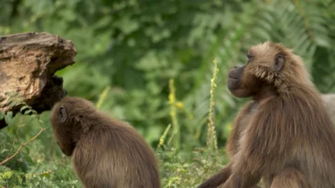 Two bleeding-heart monkeys, Theropithecus, gelada baboon sitting together Stockbeeldmateriaal 163036180
