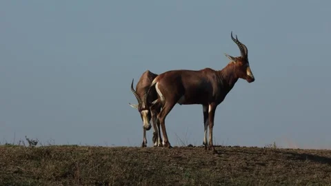 Two Blesbok startle each other and then sniff each other Stock Footage 249714134
