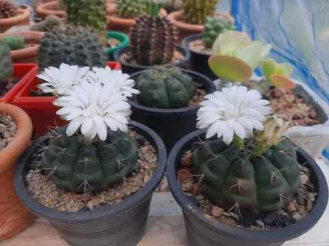 Two blooming cacti with delicate white flowers in pots Stock Photos