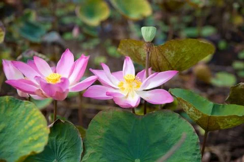 Two blooming Lotus.Flowers close up. Stock Photos