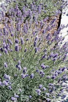 Two blooming plants of aromatic lavender in flower bed in the sun Stock Photos