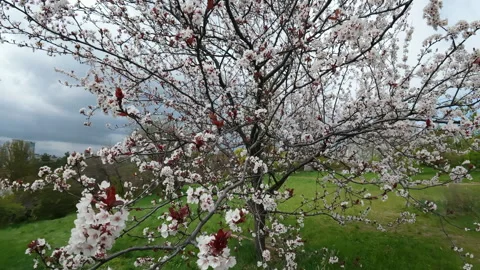 Two Blooming White Cherry Blossom Trees In Green Spring Meadow Stock Footage 340632032