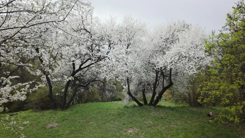 Two Blooming White Cherry Blossom Trees In Green Spring Meadow Stock Footage 342594800