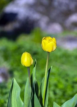 Two blooming yellow tulips in the spring evening garden. Stock Photos
