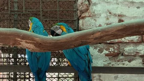 Two Blue and Gold Macaws Perched on a Branch Near a Brick Wall and Cage Foto stock