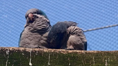 Two blue and grey monk parrot clean feather standing on the wood in sunny day Stock Footage 304431649