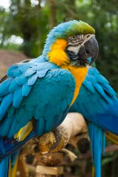 Two blue and yellow macaw in a brazilian park Stock Photos