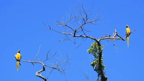 Two Blue-and-yellow Macaws perched on a tree against blue sky Stock Footage 234514869