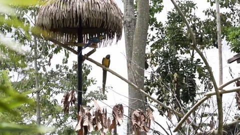 Two blue-and-yellow macaws perched on a wooden perch at a zoo Stock Footage 341042171