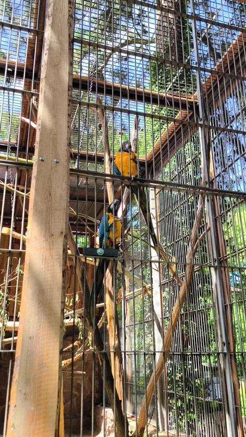 Two blue-and-yellow macaws live in a large enclosure. Stockbeeldmateriaal 347551404