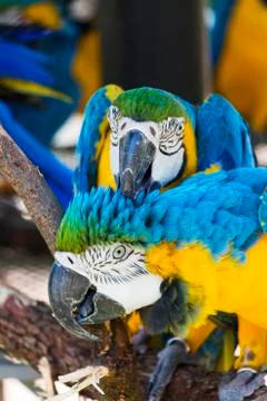 Two blue and yellow macaws cleaning each other Stock Photos