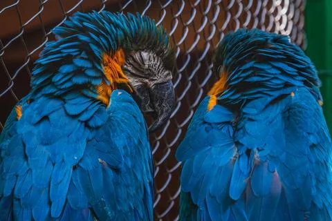 Two blue and yellow macaws Ara ararauna perched on branch Stock Photos