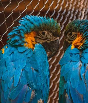 Two blue and yellow macaws Ara ararauna perched on branch Stock Photos