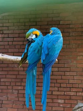 Two blue-and-yellow macaws are perched close together on a wooden branch Stock Photos
