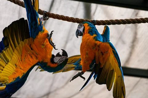 Two blue-and-yellow macaws interacting on a rope perch inside zoo aviary Stock Photos