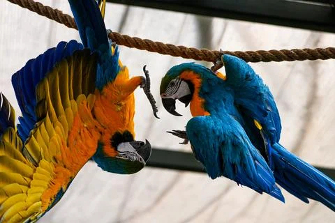 Two blue-and-yellow macaws interacting on a rope perch inside zoo aviary Stock Photos