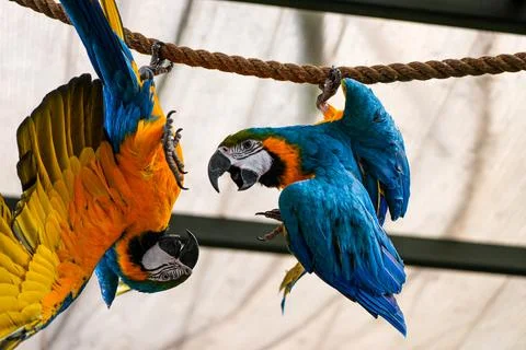 Two blue-and-yellow macaws interacting on a rope perch inside zoo aviary Stock Photos