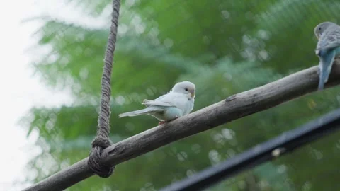 Two blue Budgerigar common parakeet perched on branch 库存影片 278257678