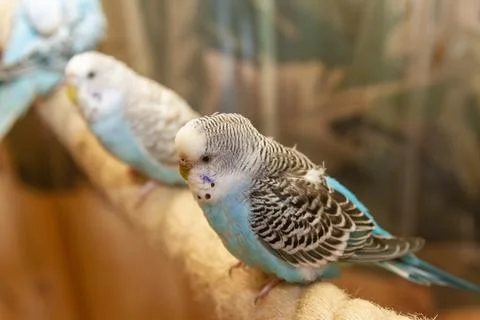Two blue budgerigar parakeets perching together on a rope swing. Pets Stock Photos