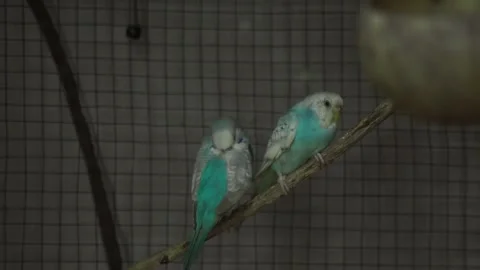 Two blue budgies parakeets perched on a wooden branch in a cage 스톡 동영상 331667978