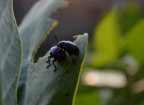 Two blue bug sitting on a leaf Stock Photos