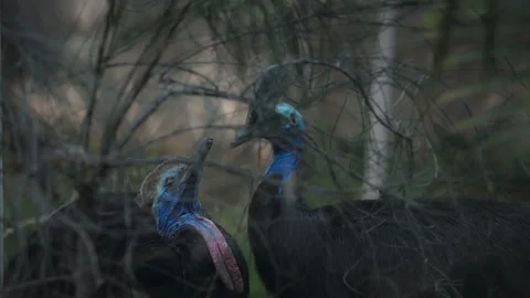 Two blue cassowaries behind tangled tree Stock Footage 194134549
