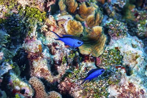 Two Blue Chromis swimming coral Stock Photos