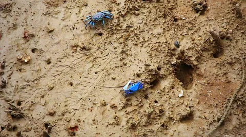 Two blue crabs emerge from burrows after the tide in the jungles of Borneo. Stock Footage 32542456