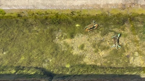 Two blue crabs playing in a crystal clear stream on a sunny day Stock Footage 283554196