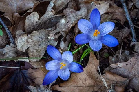 Two Blue Crocuses on Dry Leaf Litter Stock Photos