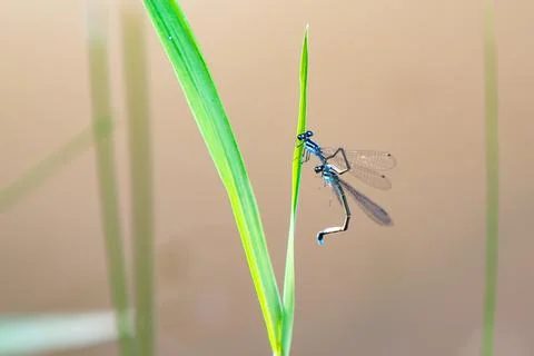 Two blue dragonflies Stock Photos